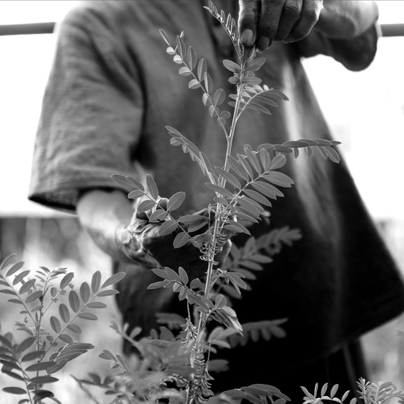 Craftspeople begin the process of turning green plants into dark blue paste, and white fabric into a constellation of intricate blue motifs. The first phase in the whole process involves extracting the blue dye from the leaves of the tall tropical shrub, Indigofera tinctoria, which grows abundantly throughout Southeast Asia.